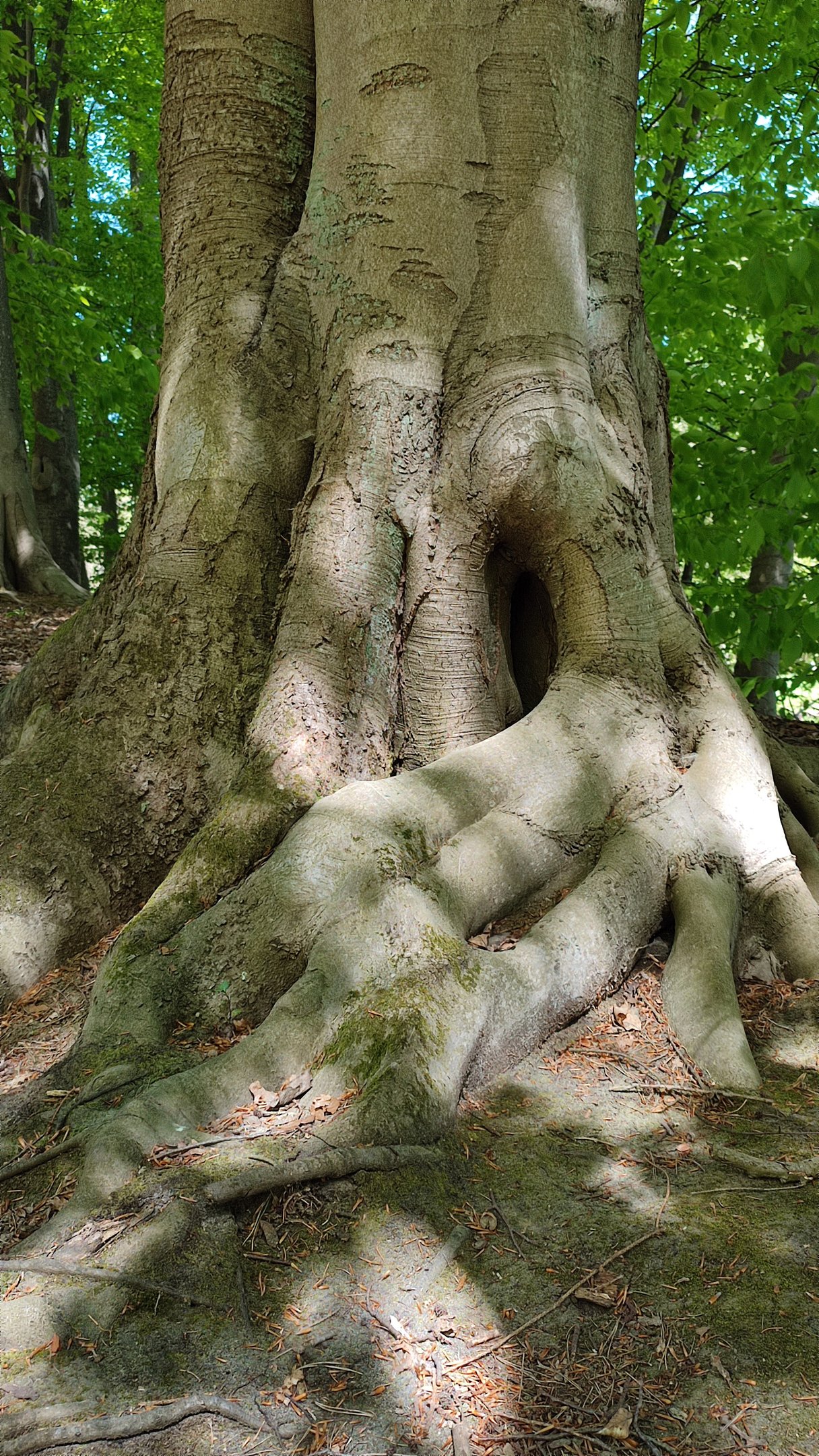 Wurzeln eines Baumes