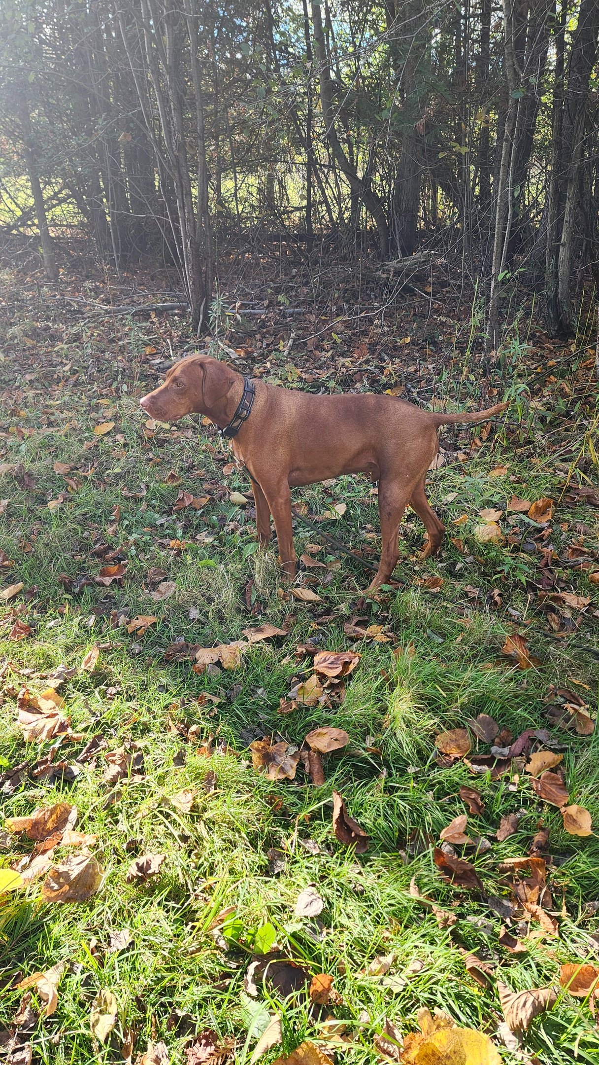 a dog standing in the grass at Little Britain Pet Resort