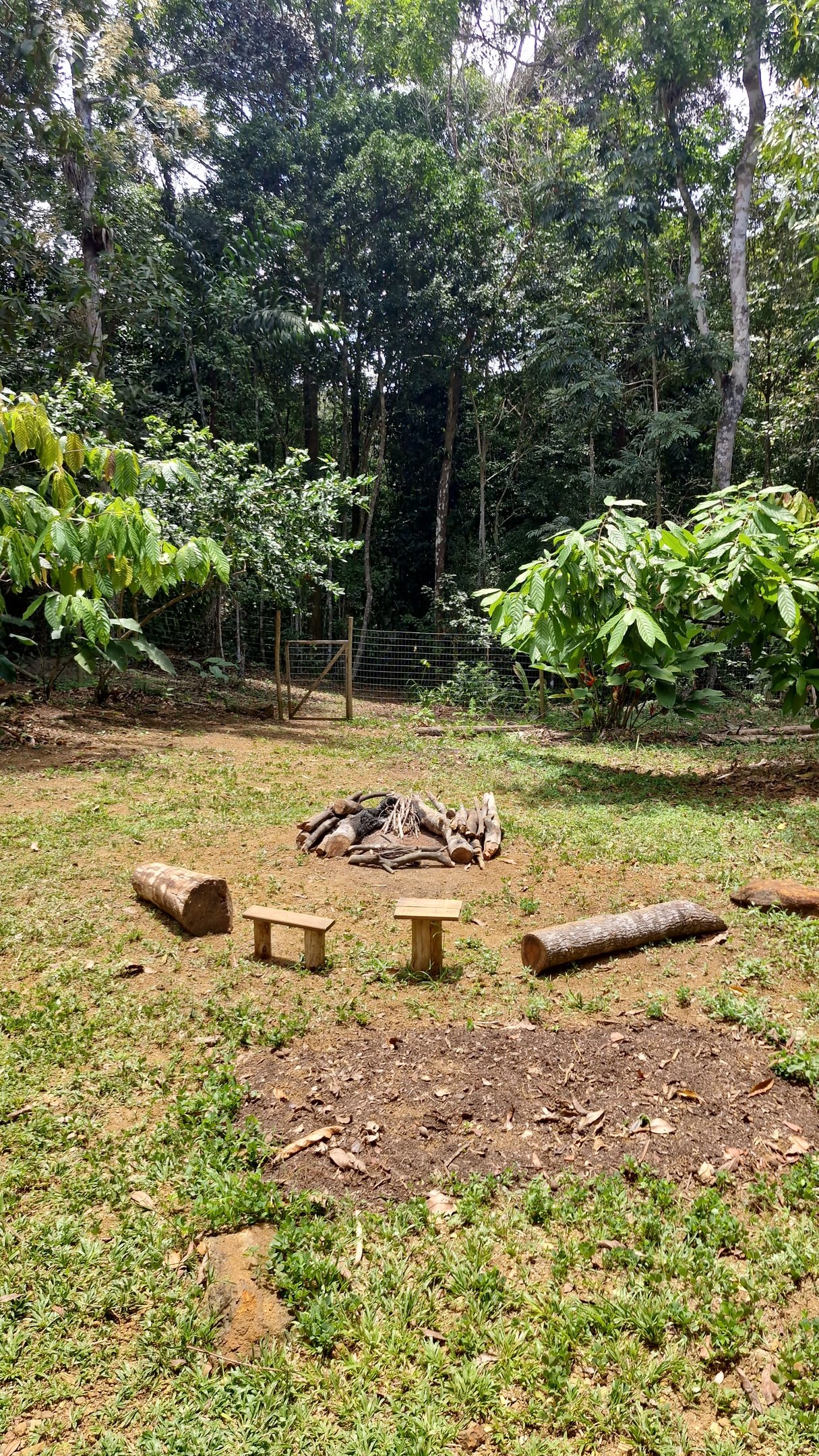 Floresta de Itacaré ao redor da Casa Cura, o ambiente natural onde acontecem os rituais de Ayahuasca