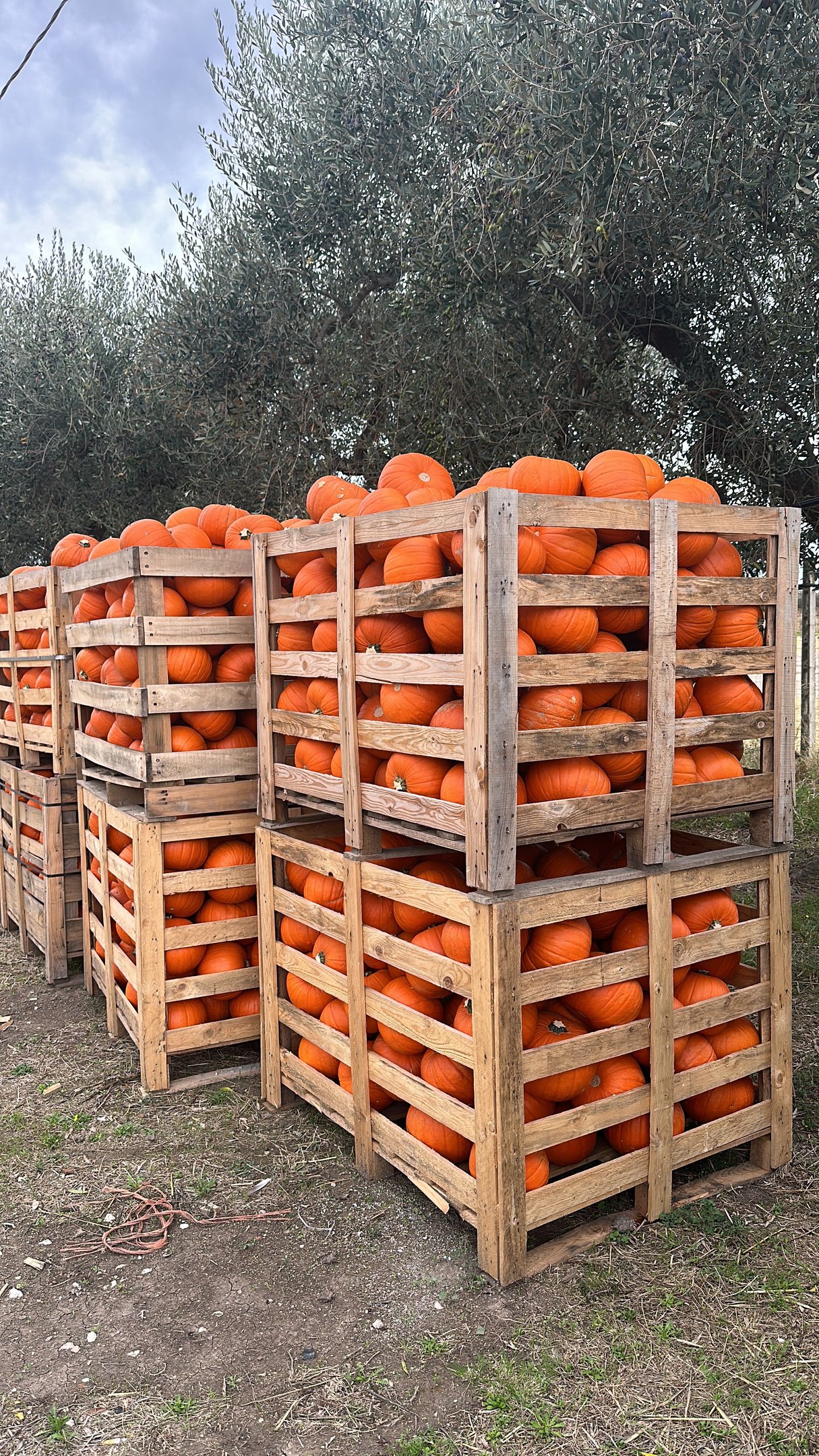 zucche feste eventi Halloween