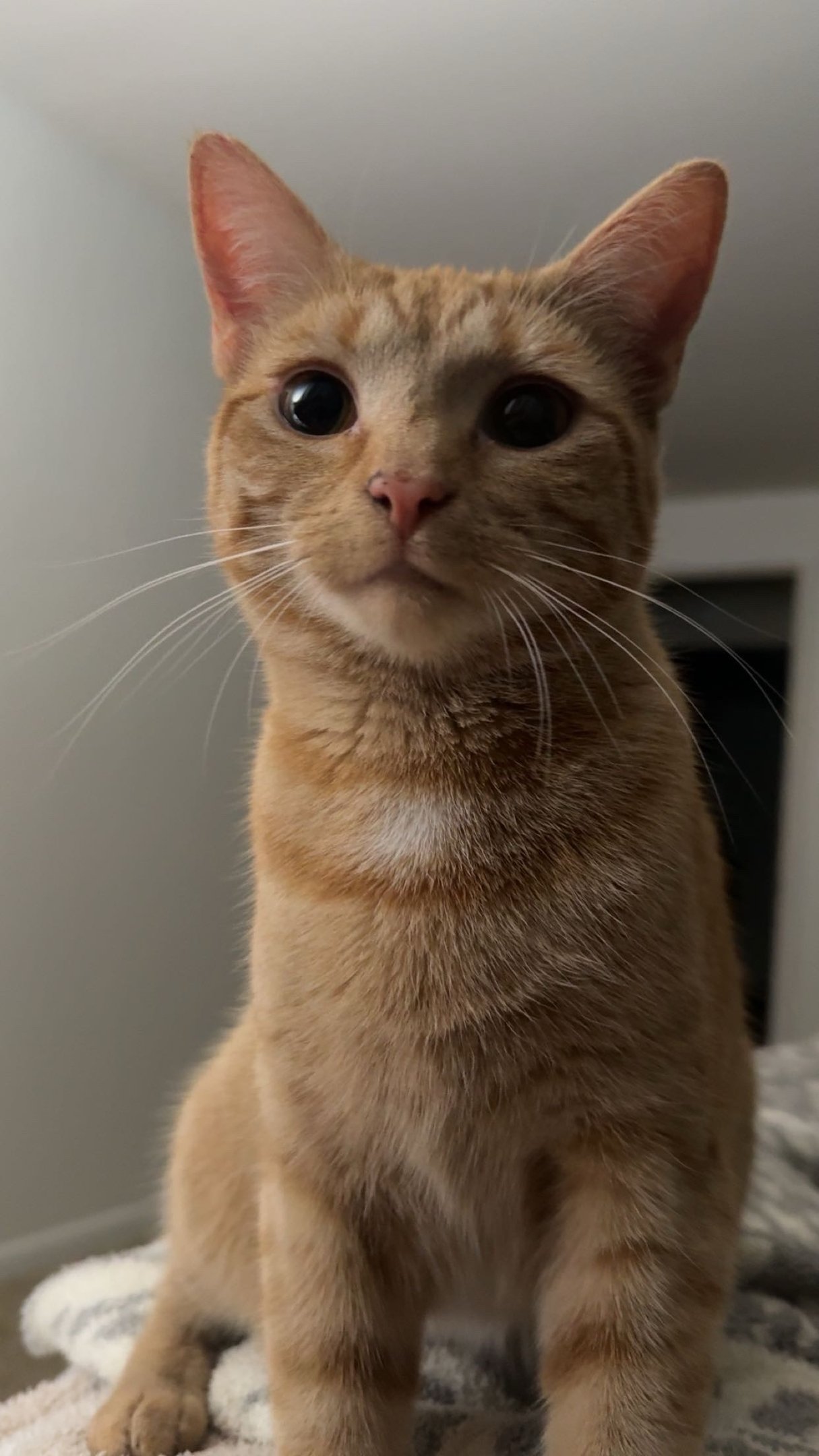 Orange Cat Looking into Camera 