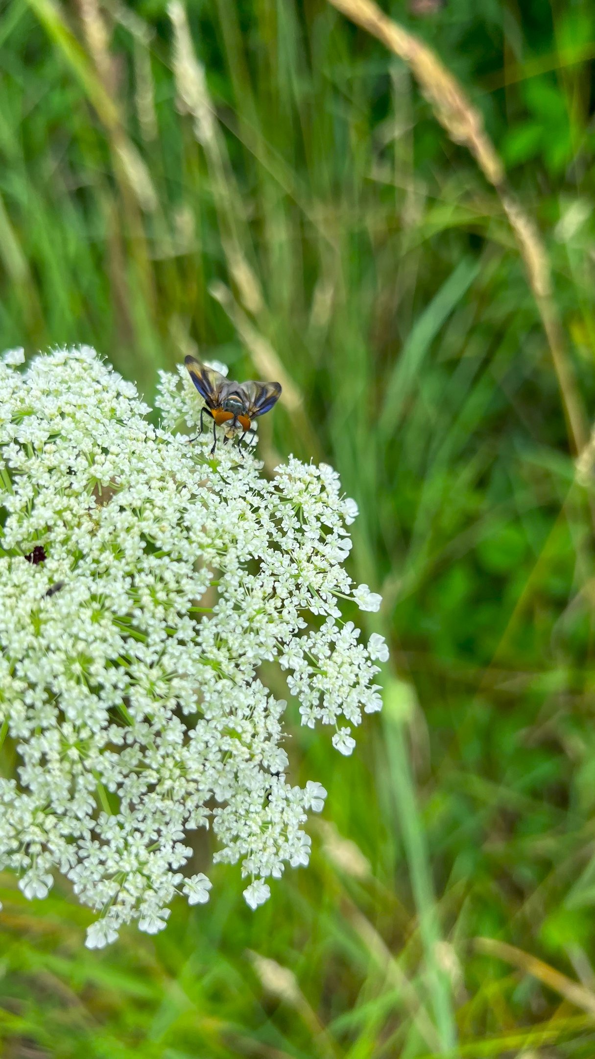 Close-up van een kleurrijke zweefvlieg op schermbloemen langs het wandelpad.
