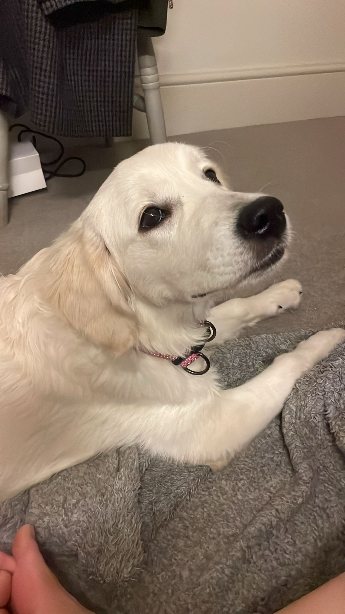 Sabrina's beautiful Golden retriever girl