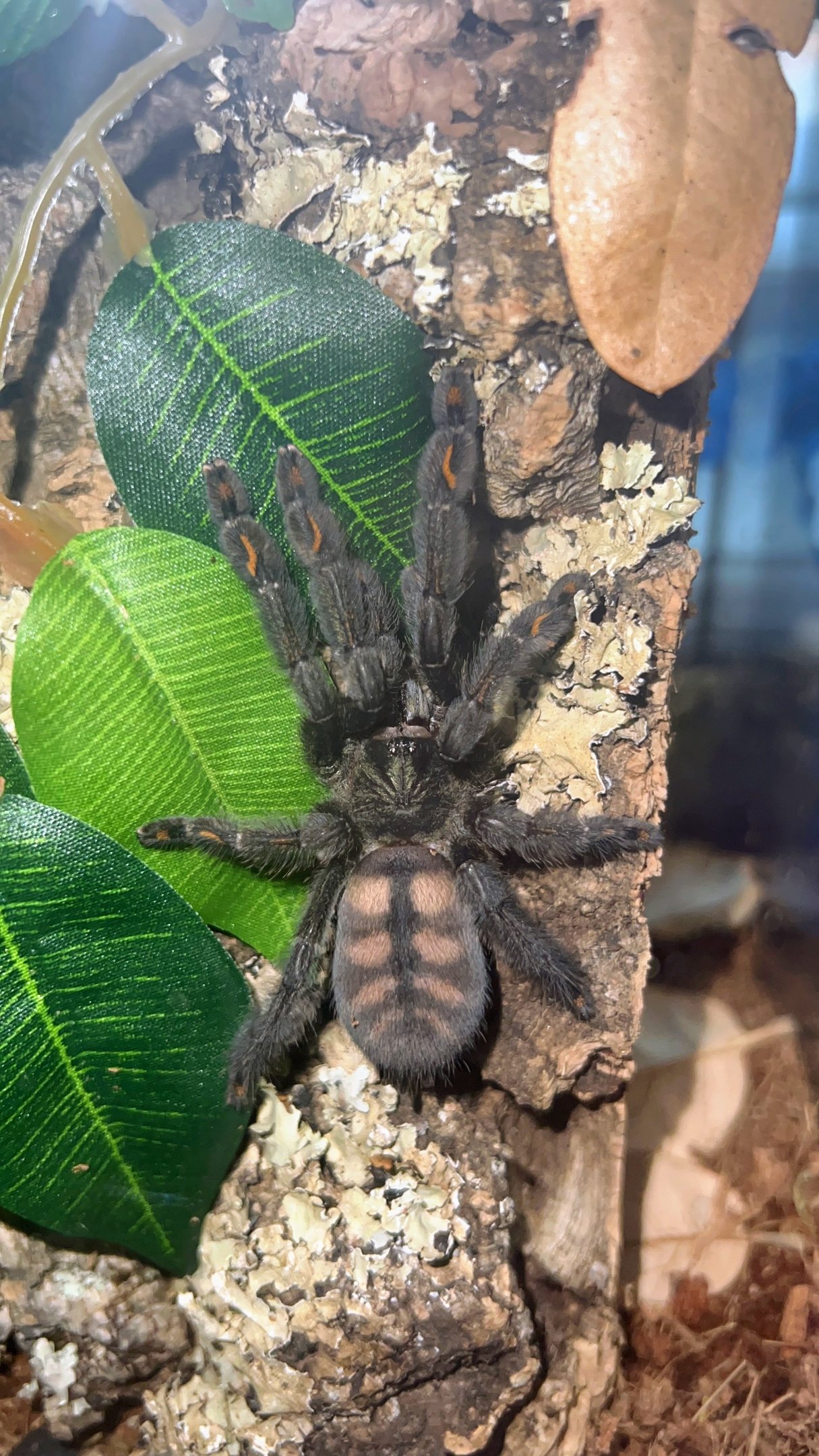Venezuelan Sun Tiger Tarantula