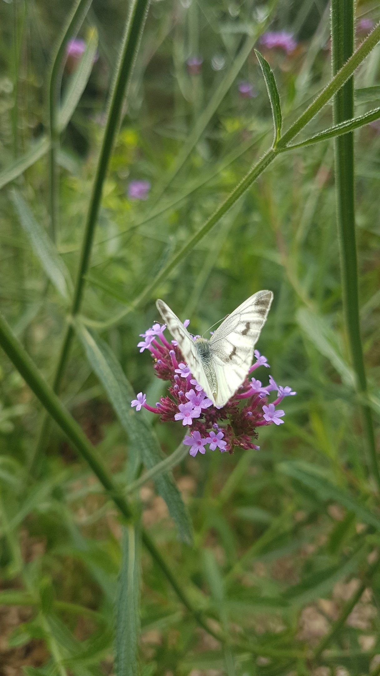 a butterfly butterfly on a flower in a field