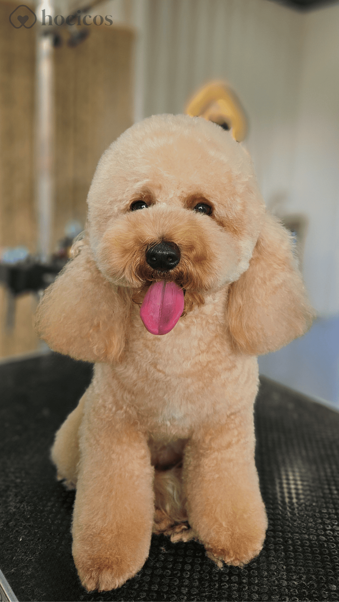 hocicos valdespartera