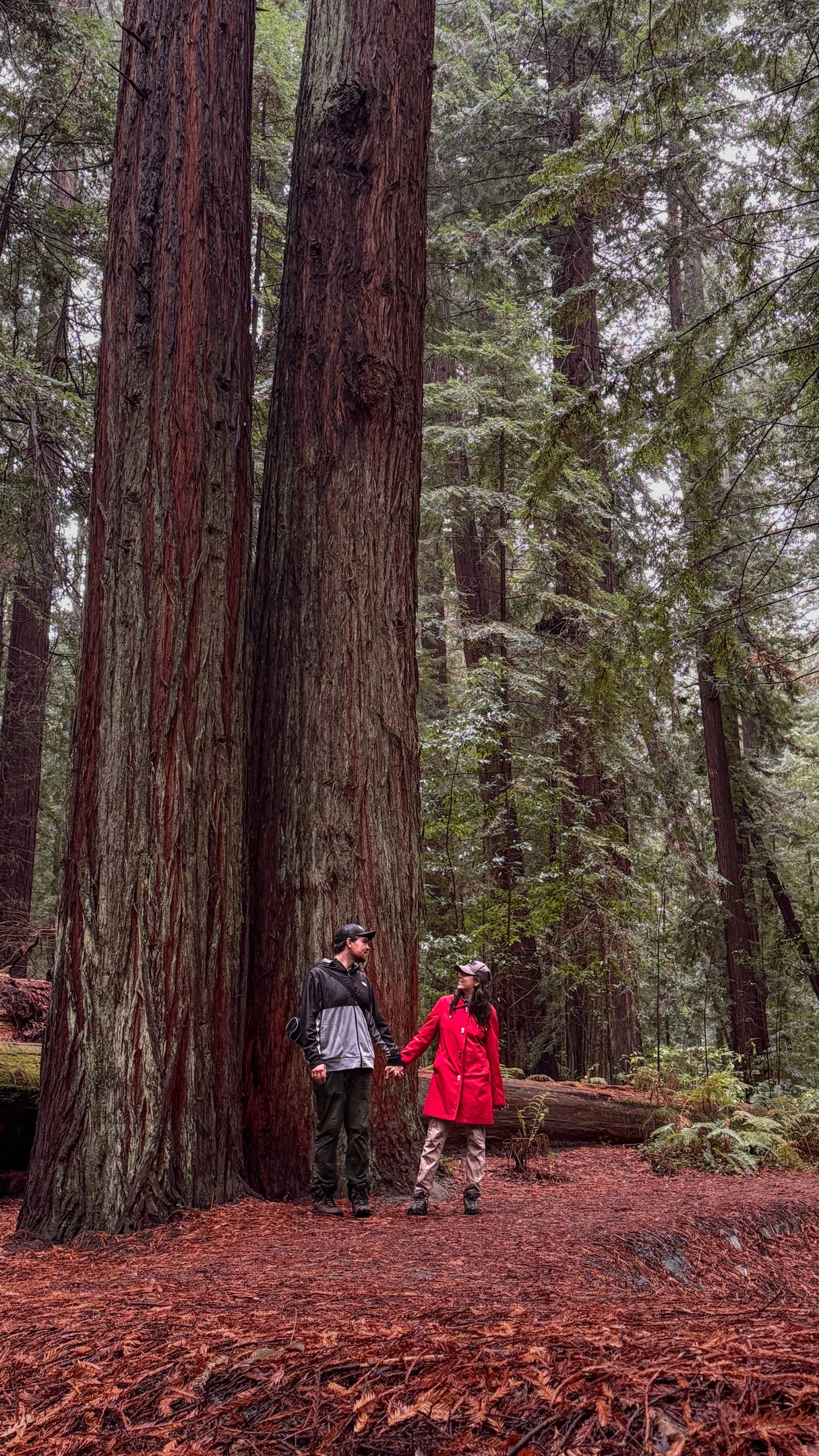 Redwoods State Park