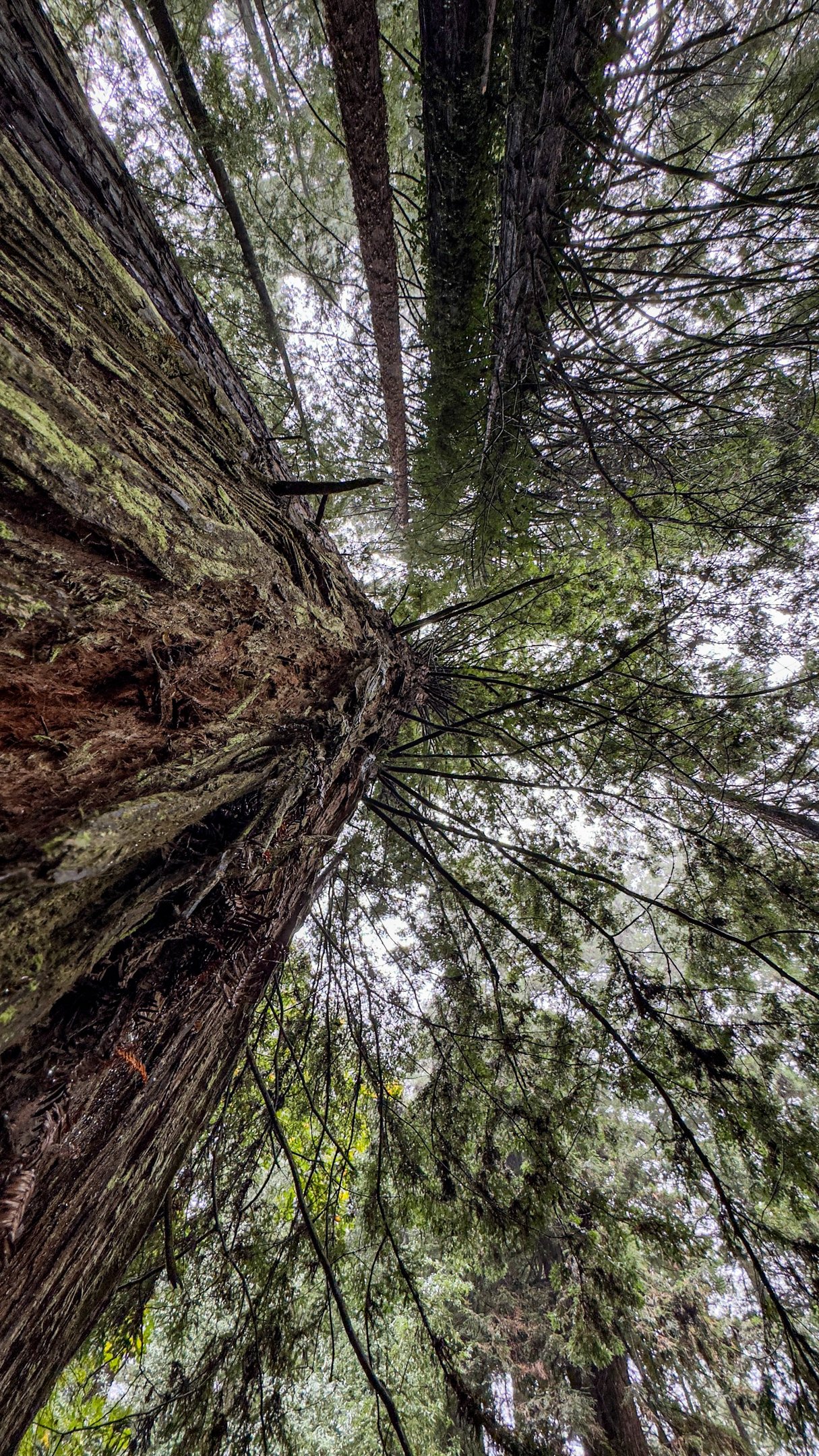 Avenue of the Giants California