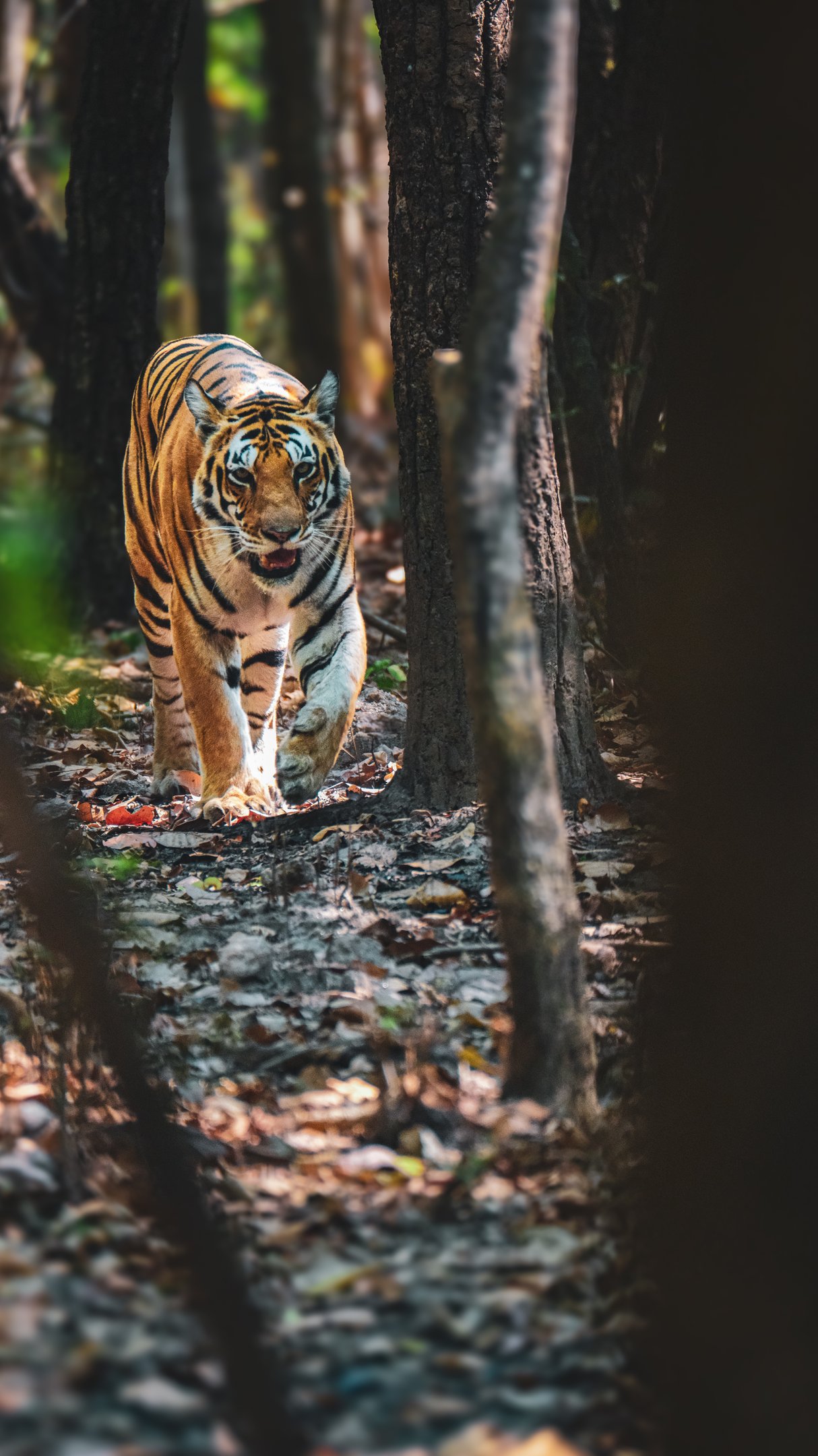 A majestic Bengal tiger prowls through a dense jungle forest with sunlight filtering through trees.