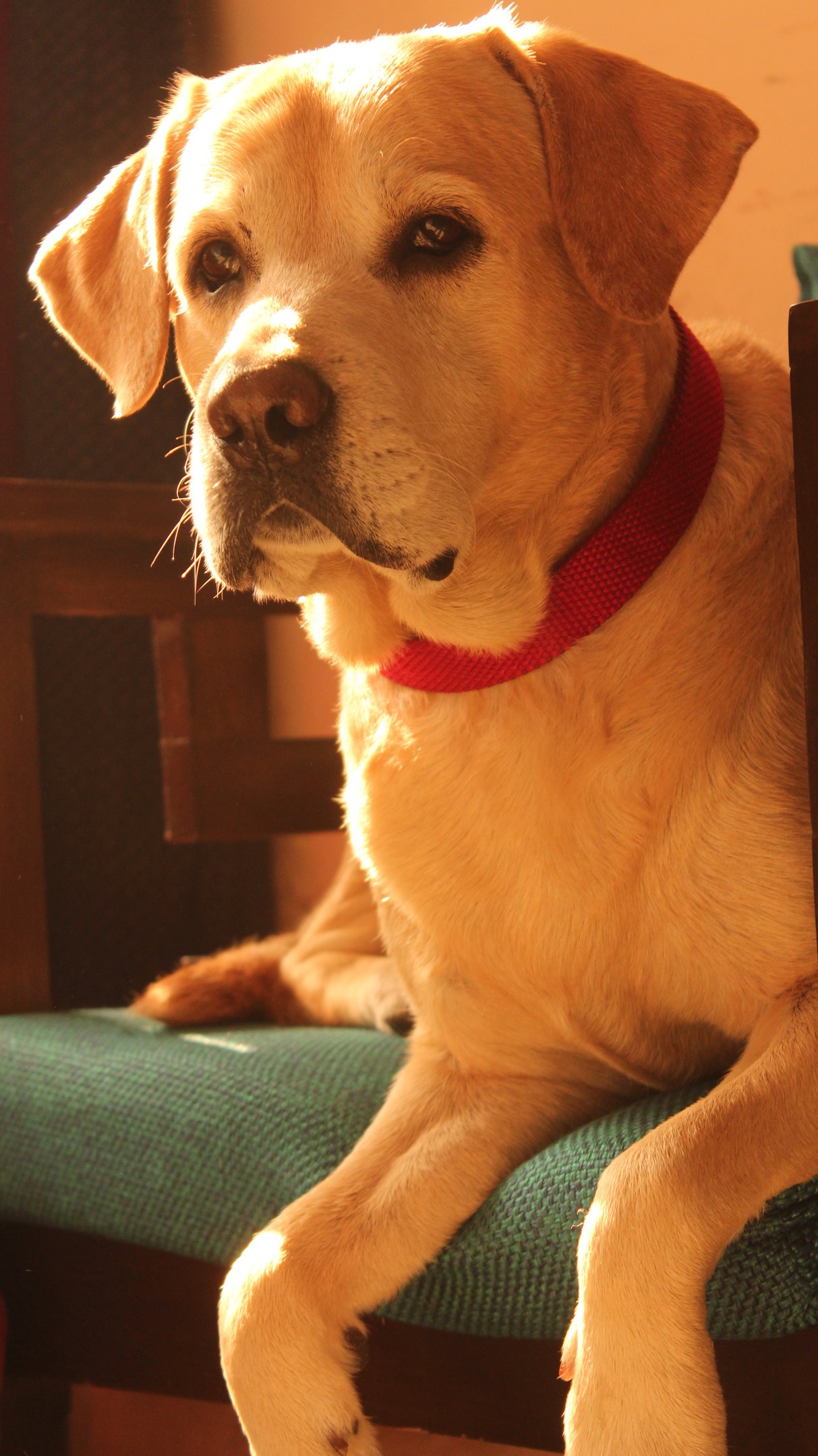 Dog Boarding, Dog Boarding near me, Pet Boarding, Pet Boarding near me, Dog Care, Happy Pettings