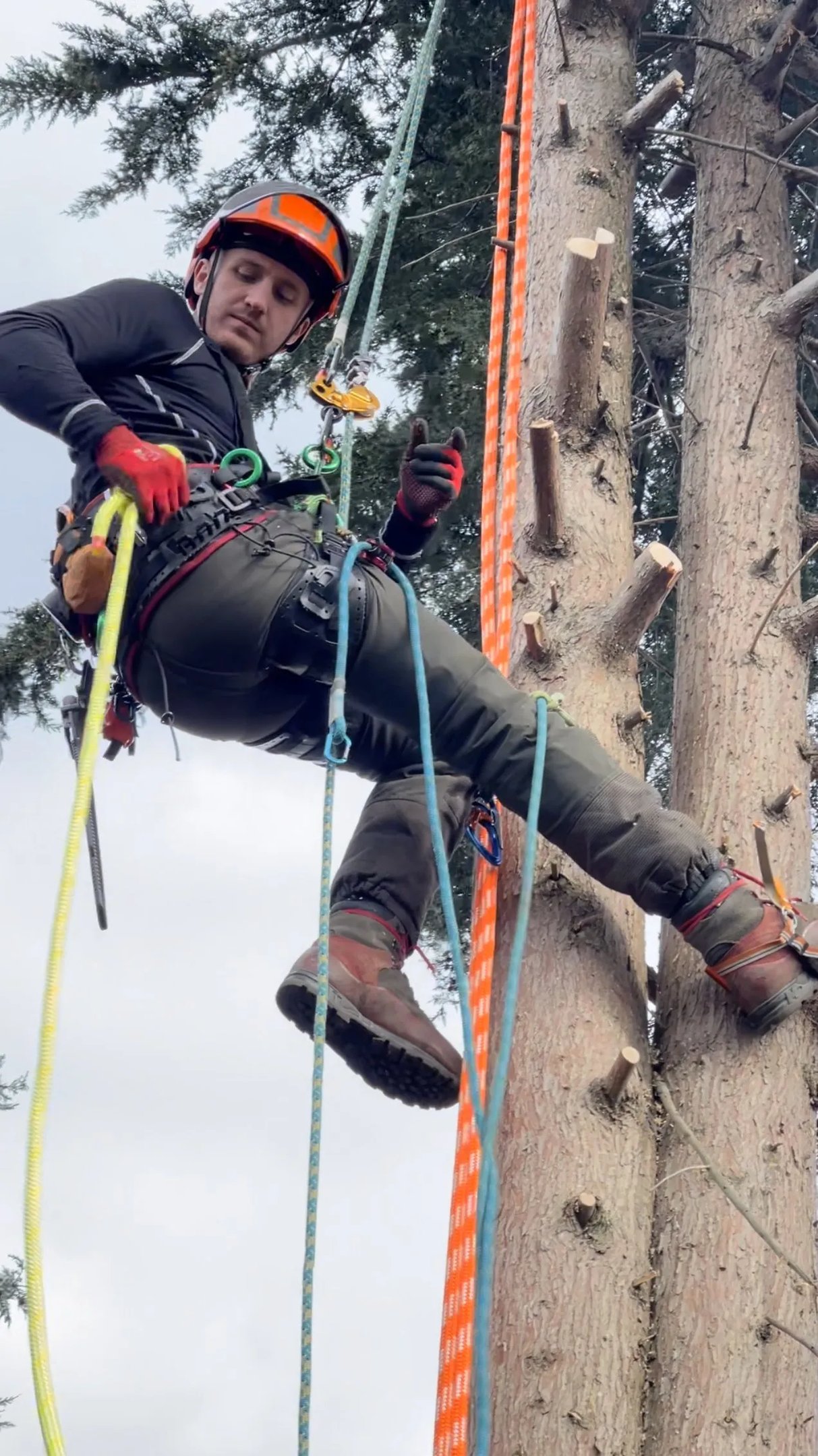 dan from tree cut services