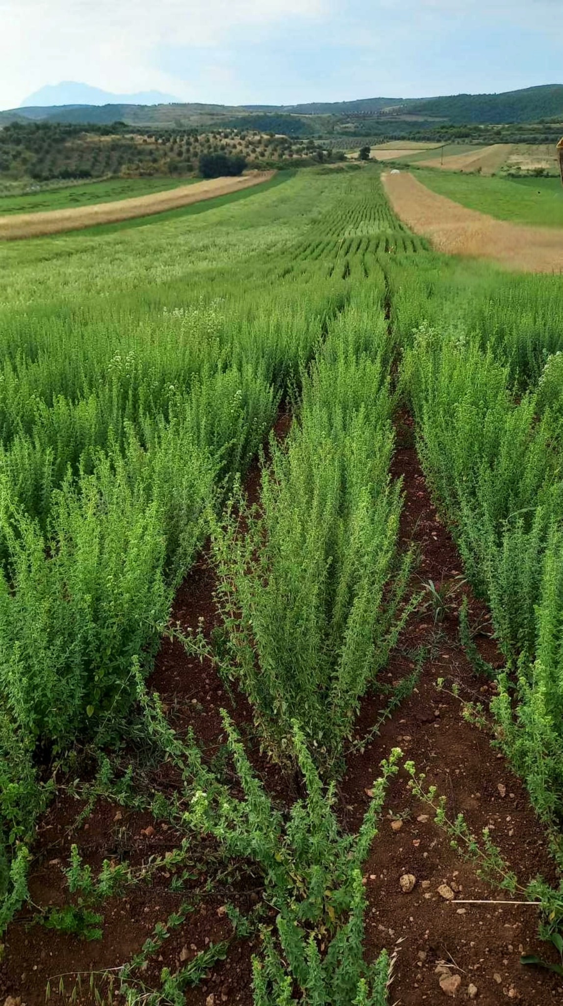 Rows of green oregano plants growing in a rural mountain farm field under a cloudy sky.