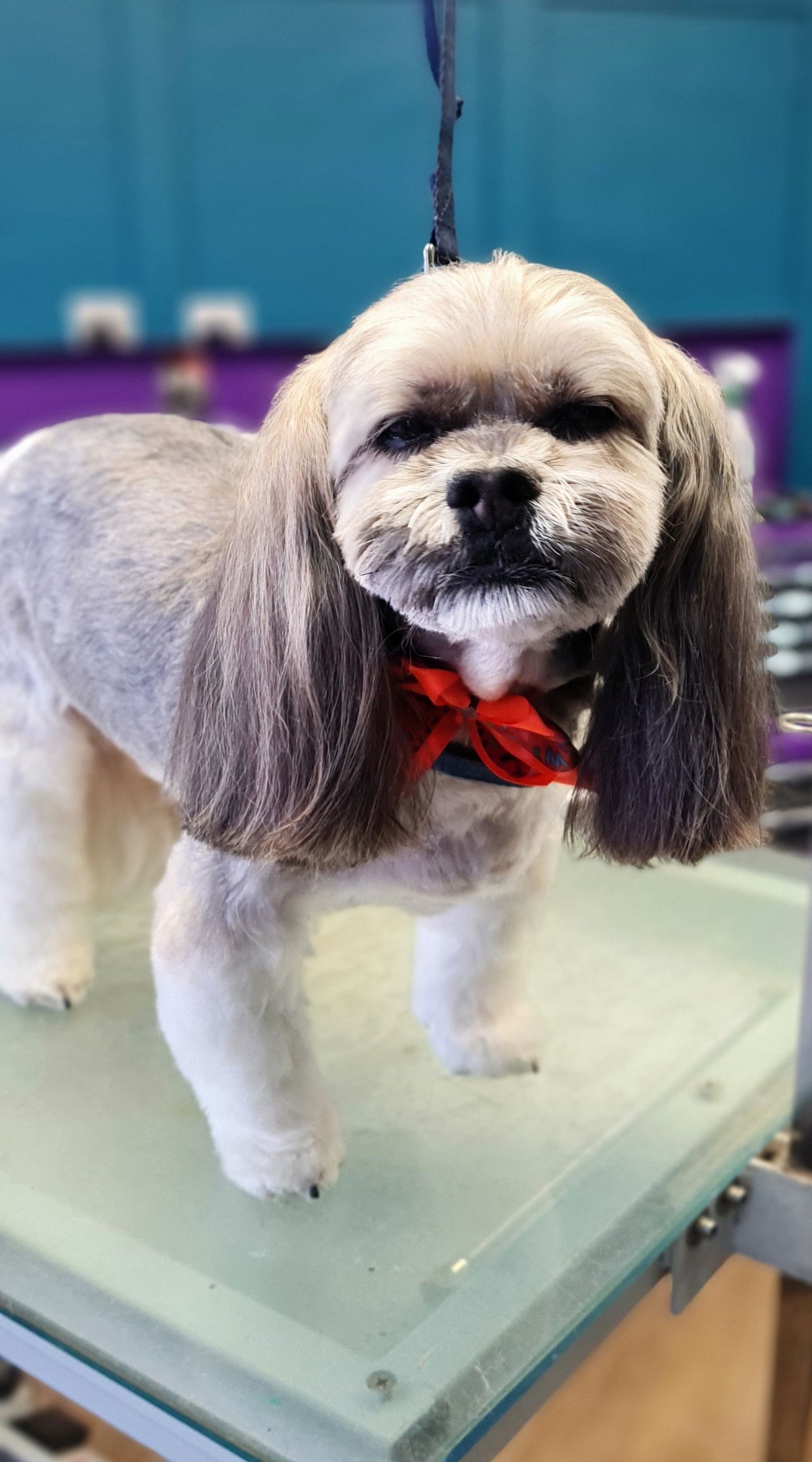 Nose to tail welfare with our add-on services