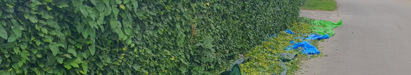 Hedge trimming in Pocklington