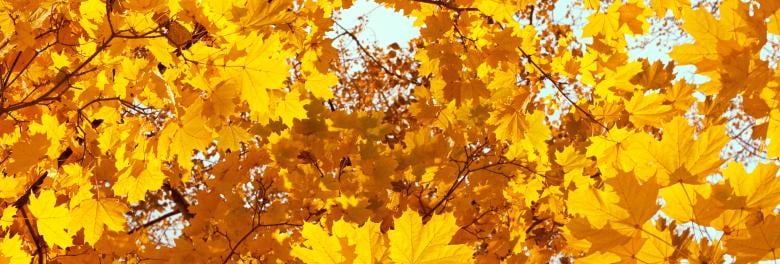 Leaf collection in Pocklington