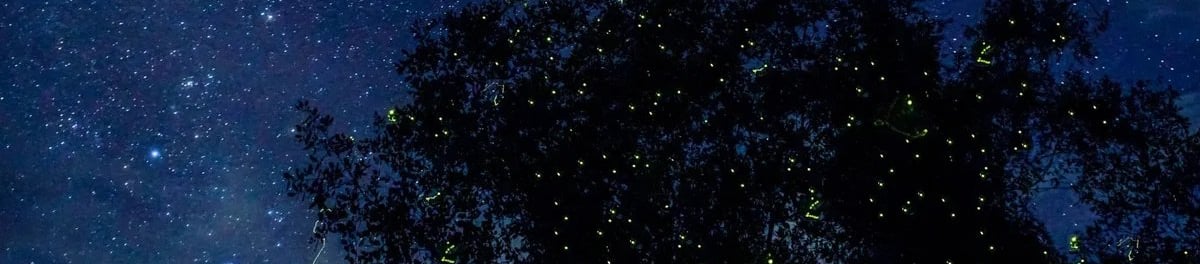 Firefly watching Puerto Princesa Palawan