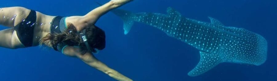 swimming with the whale shark Puerto Princesa Palawan
