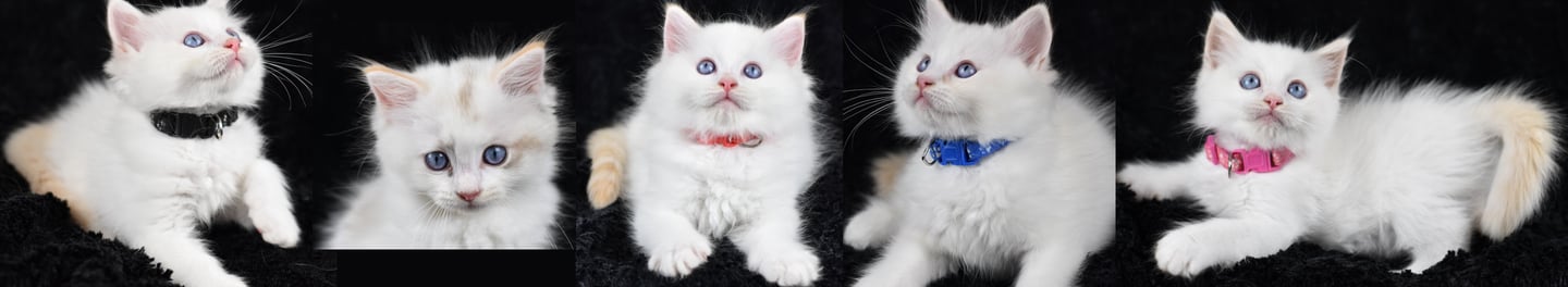 Chatons de Tigresse Les Dolls de Mitilo