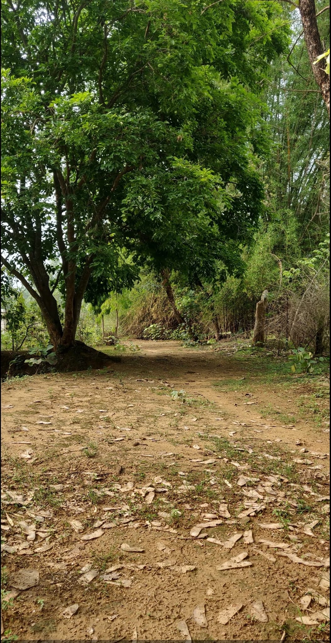 View of internal forest