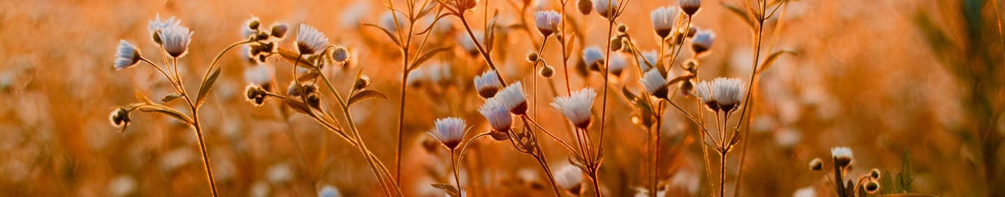 a field with a sun setting in the background