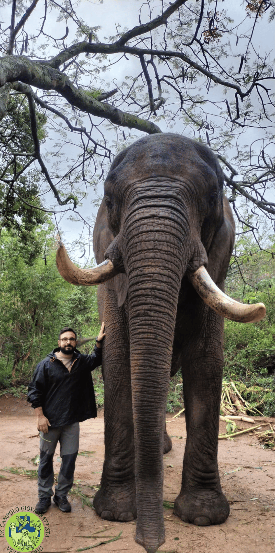 Dr Campolo Giovanbattista veterinario che posa a fianco ad un elefante africano