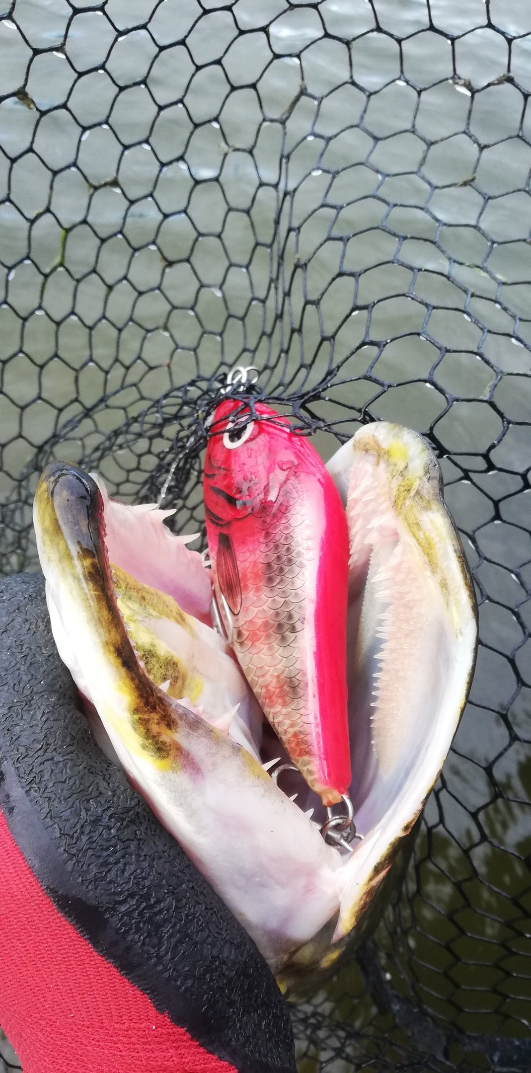 un leurre "salmo slider" dans la bouche d'un brochet.