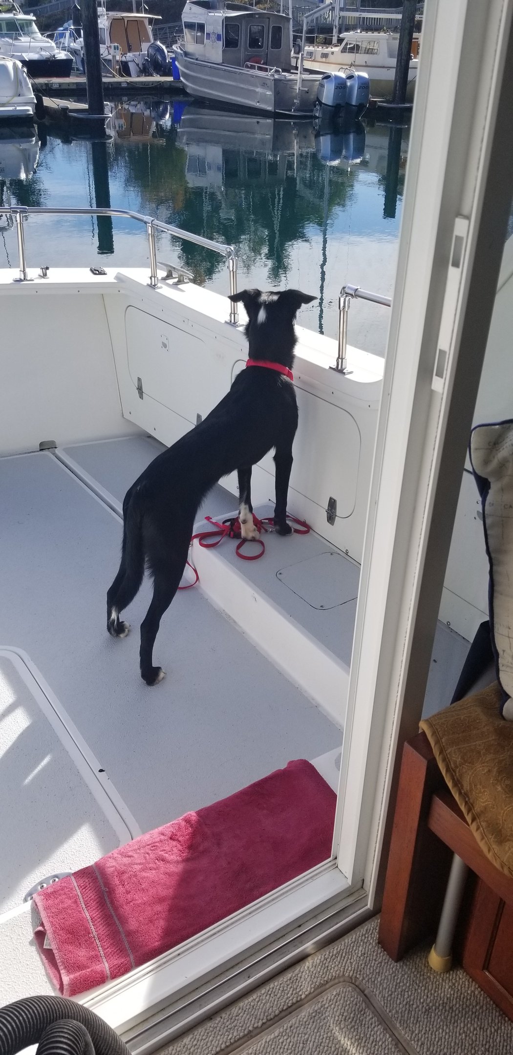 dog on boat