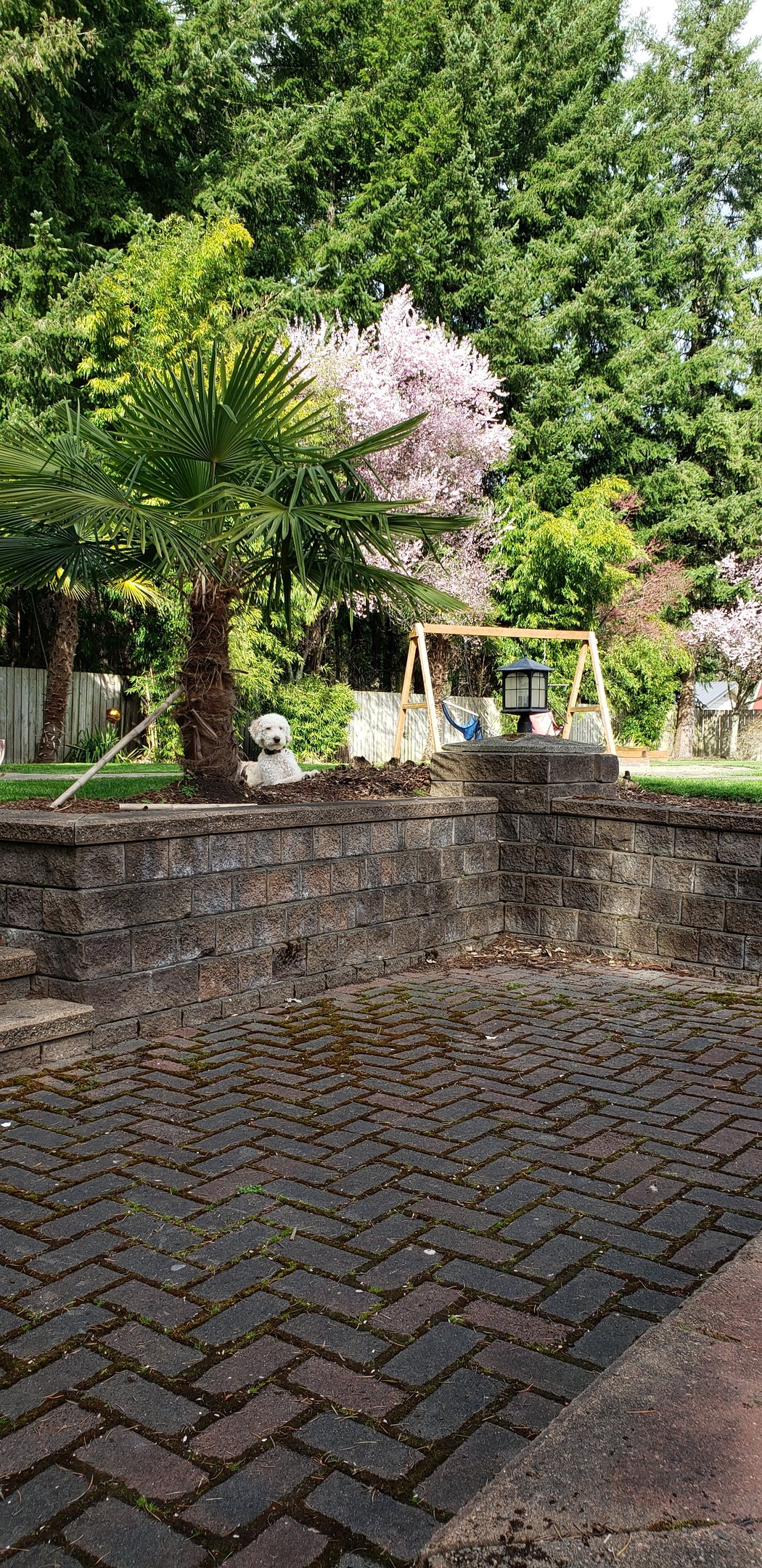 dog in a tropical yard