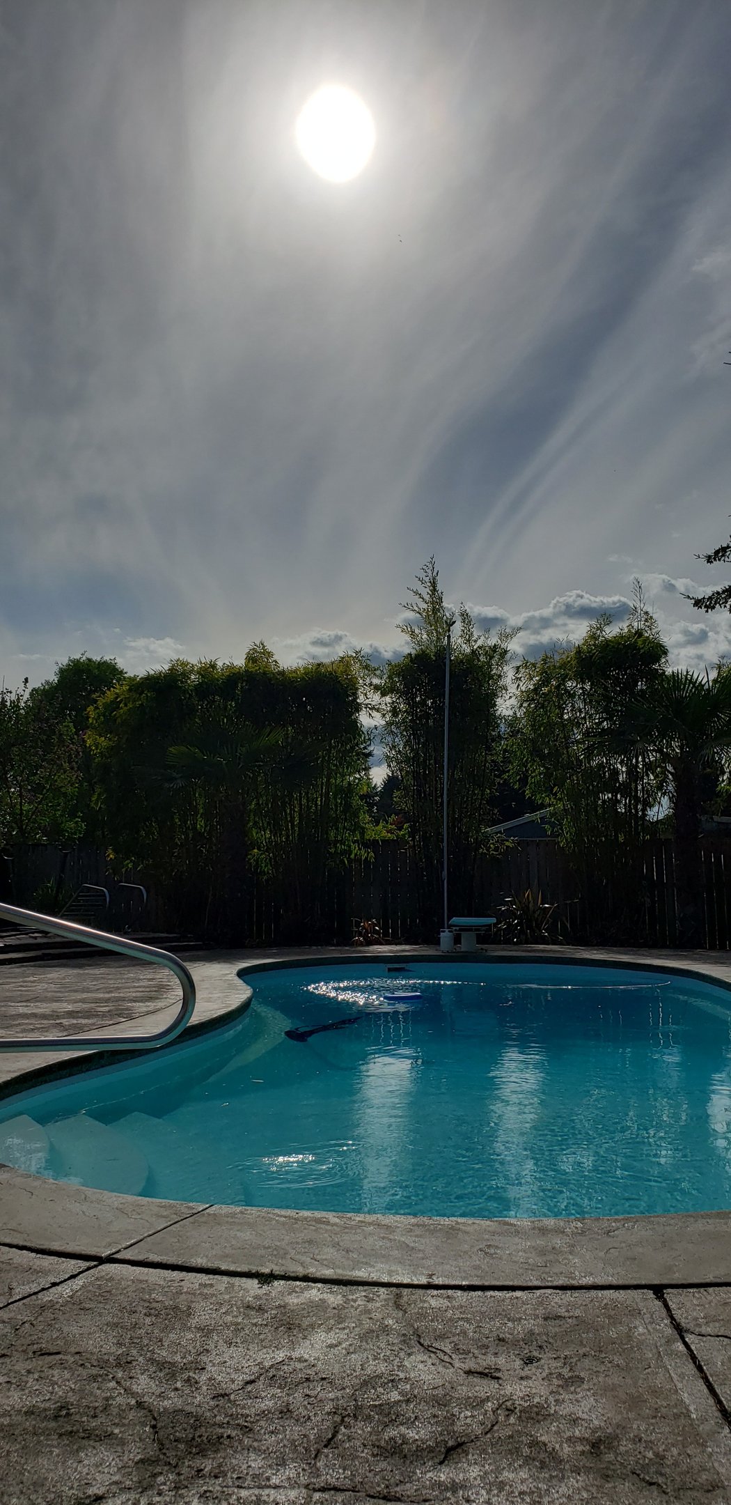 bamboo and palm trees