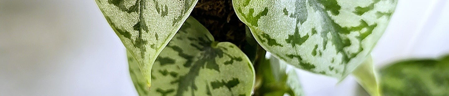 Scindapsus silver lady