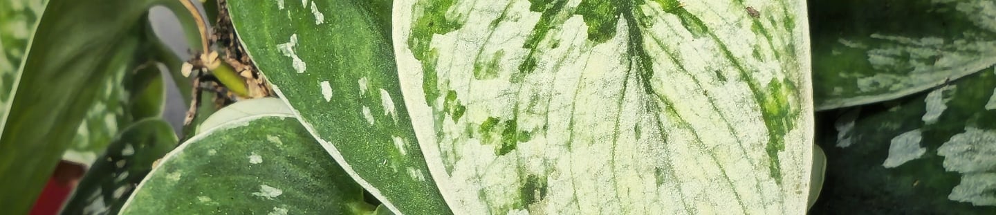 Scindapsus Silver Ann