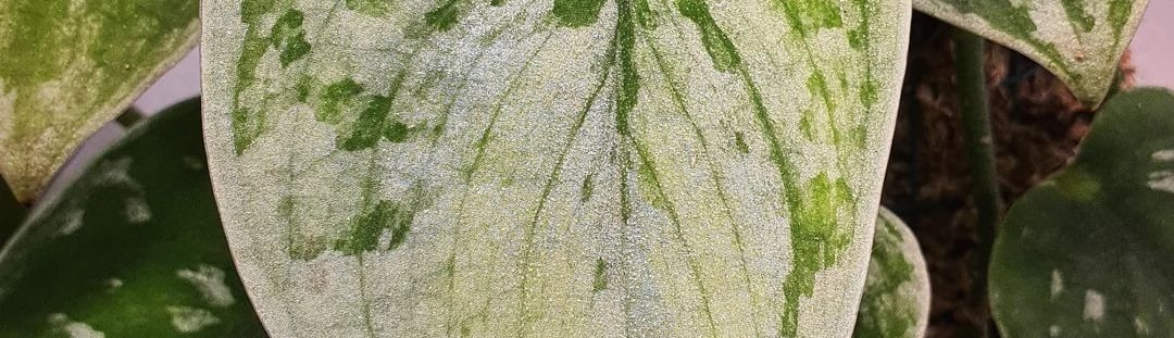 Scindapsus silver ann