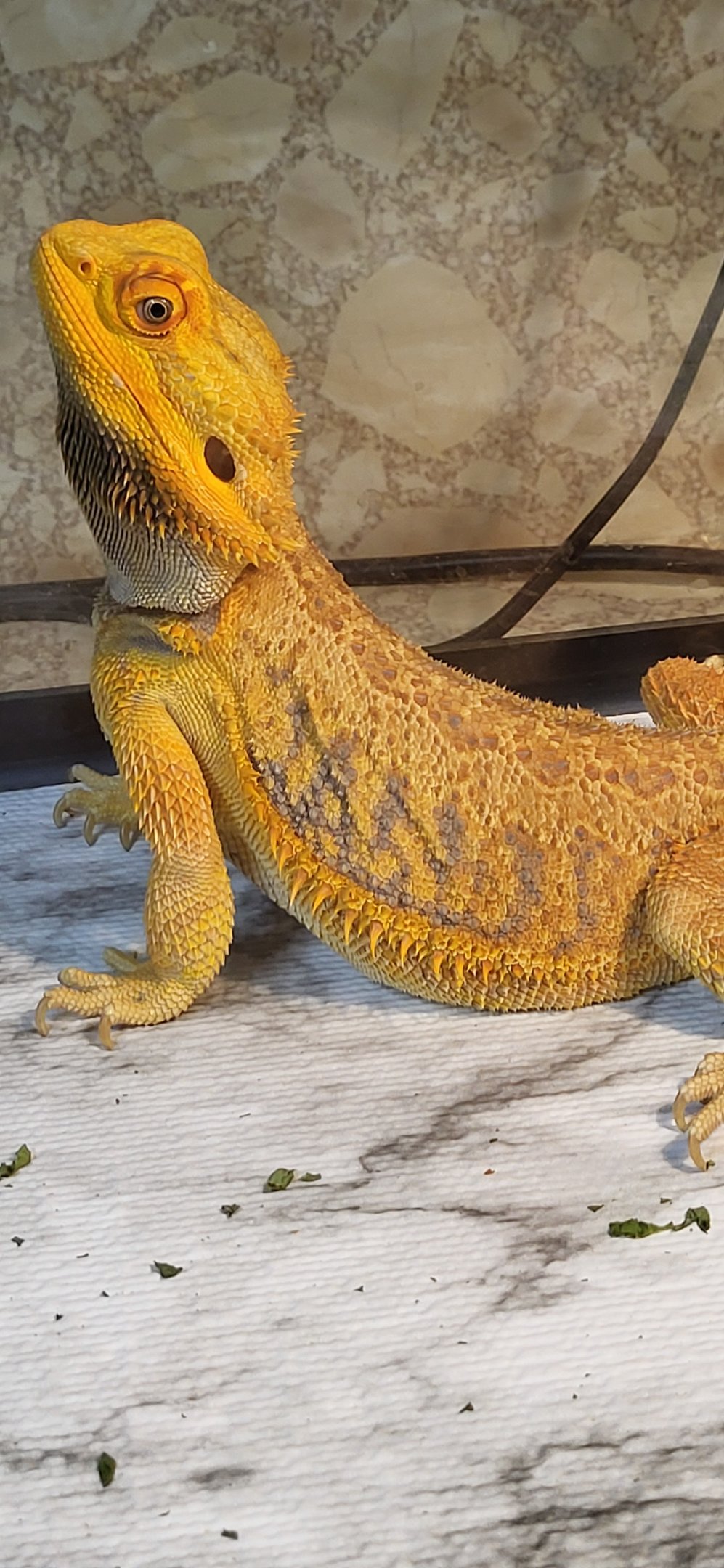 Bearded dragon-Pet Den