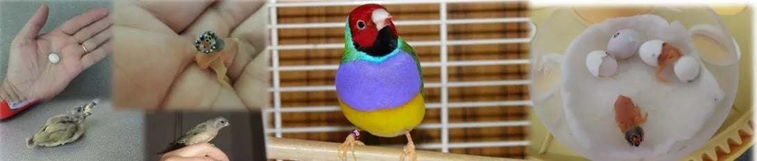 a goulian finch with bright purple breast and red head wit eggs and fledgelings