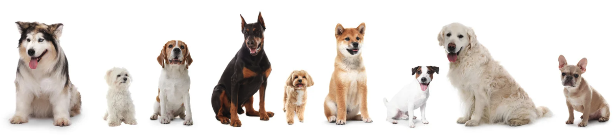 eine Reihe von Unterschiedlichen Hunden