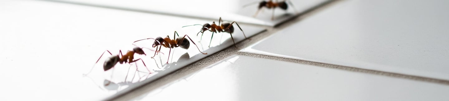 fourmis professionnel