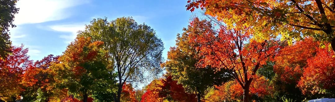 Fall trees in neighborhood