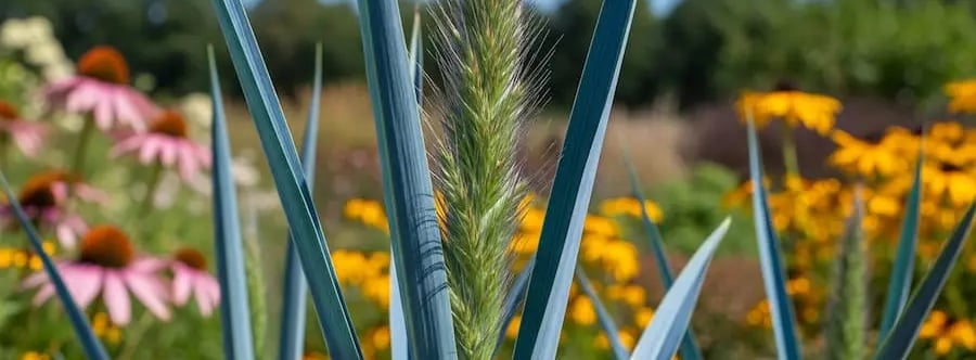 panicum virgatum excelente gramínea por color