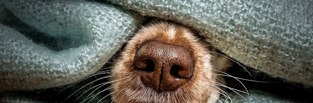 a dog's nose and nose in a blanket