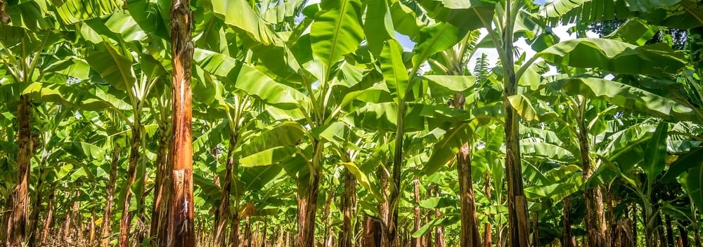 a bunch of bananas on a tree in a field
