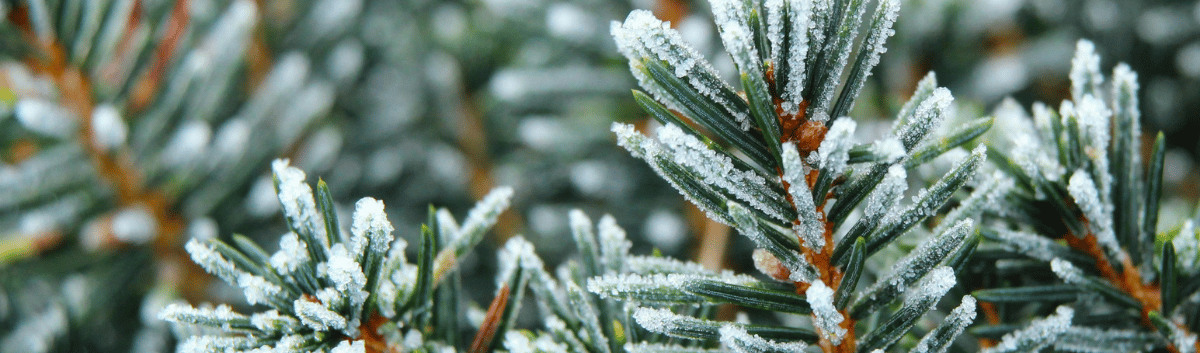Close-up of frozen pine tree needles covered in white winter frost and ice crystals.