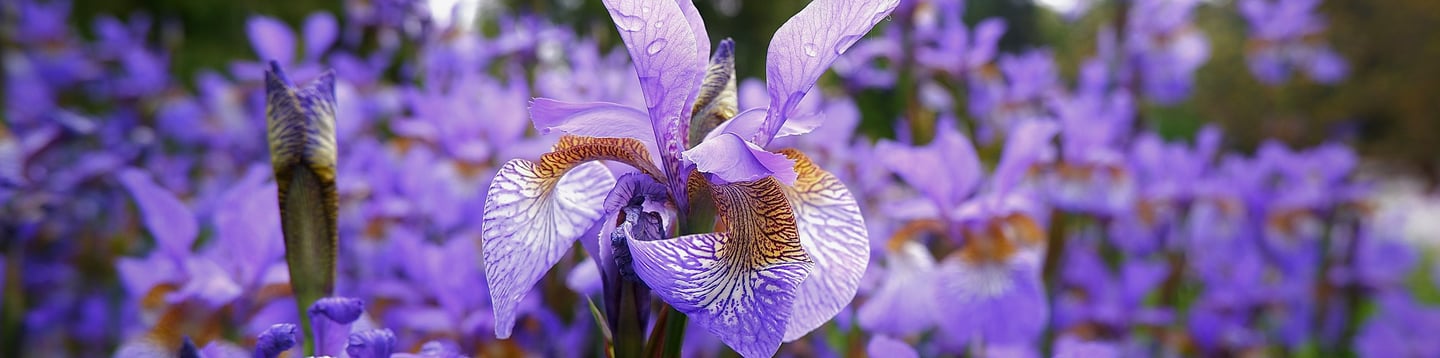 Blooming iris signifying faith, hope, wisdom and valor.