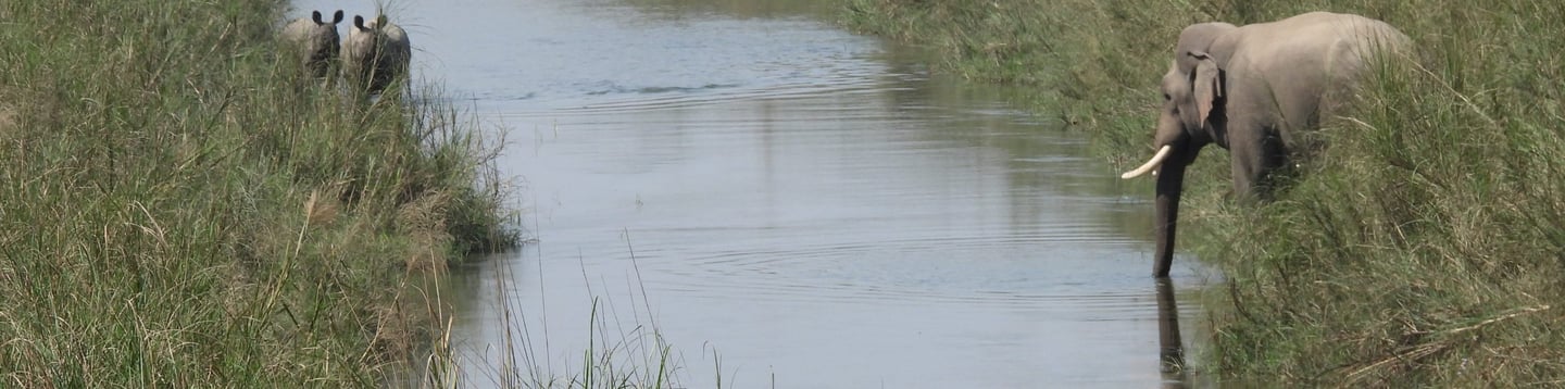 rhinos and elephants drinking