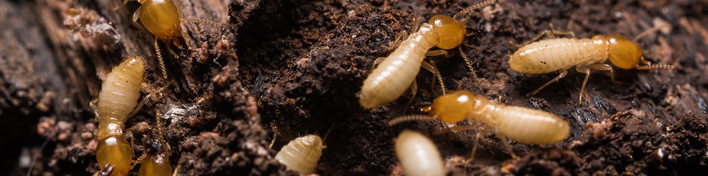 Macro shot of worker termites infesting and crawling over damaged rotting wood.