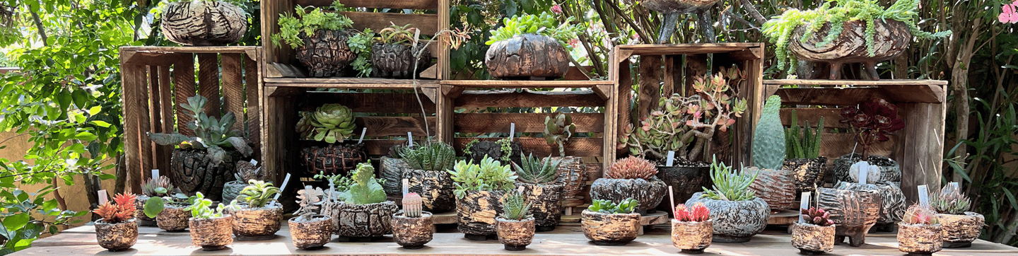 A display of ceramic kusamono aund caudex pots with plants