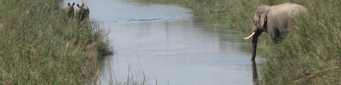 elephant and rhinos drinking in the bardiya park river