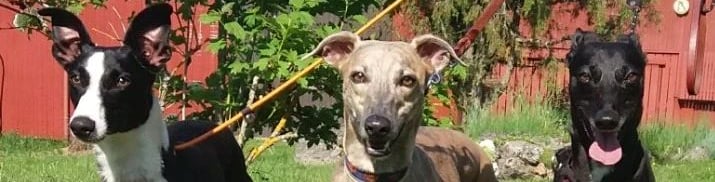 whippet jalostusurokset suomessa
