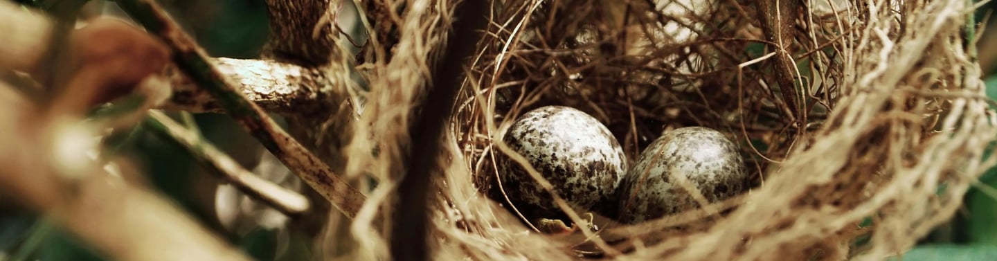 a nestle of eggshells in a nestle