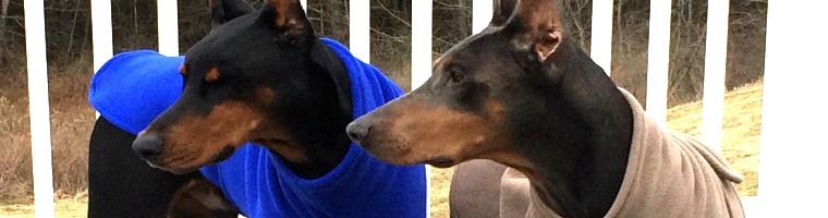 Two Doberman Pinschers wearing fleece dog coats