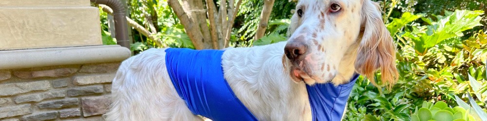 English Setter in blue pee coat